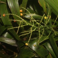Haemodoraceae